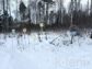 участок 12 сот